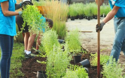 Subsidie voor particulieren die hun tuin en dak vergroenen