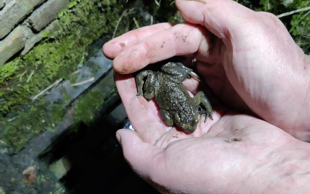Gezocht: hoeder van de Gewone pad