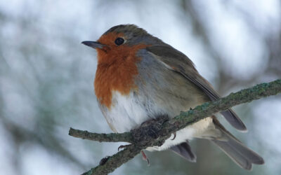Vogelvoer zit bomvol pesticiden (+kortingsactie)