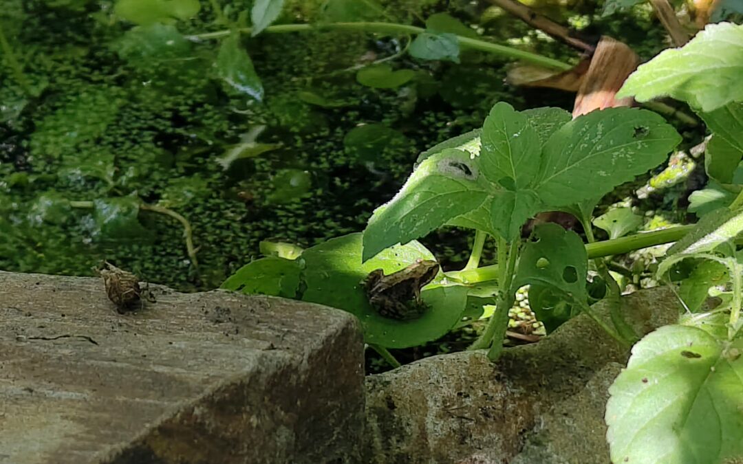 SDW lanceert nieuwe subsidie voor een vijver in de tuin