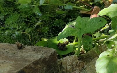 SDW lanceert nieuwe subsidie voor een vijver in de tuin